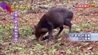 2020.06.07【在地真台灣】藍腹鷴 長鬃山羊 武陵農場現蹤 遊客驚奇