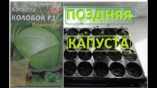 ПОЗДНЯЯ КАПУСТА семена прорасли не все