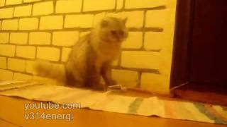 звонок для кота или Умный кот---полная версия