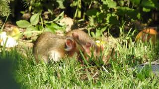 Chomiki europejskie/Cricetus cricetus