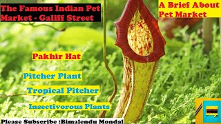 The Famous Indian Pet Market - Galiff Street | A Brief About Pet Market | The Market Rally Episode-2