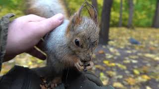 Покормил Толстую и другую белку / Fed Tolstaya one and another squirrel
