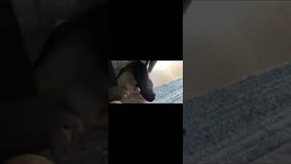 カワウソさくら めちゃくちゃじゃれまくるカワウソたち Otters playing a lot #shorts