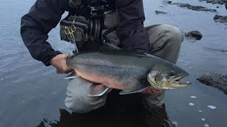 Stor röding, Big arctic char, Iceland 2015