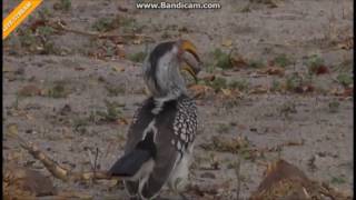 Toko żółtodzioby (Tockus flavirostris) Afryka Safari