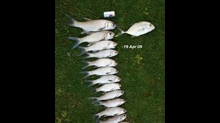 WWJ Quest for the Moi(Pacific Threadfin)