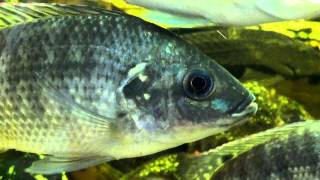 Fish cam TesT) (motorola razr)
