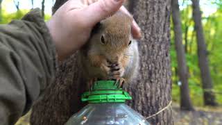 О хорошей белочке / About a good squirrel