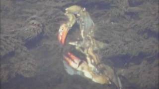crab life καβουρισια ζωη / sakary.gr
