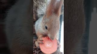 Ещё про белку и морковку / More about squirrel and carrot