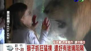 小朋友千萬不要學：紐西蘭小女孩挑釁獅子發怒狂撲！幸好躲在玻璃後！