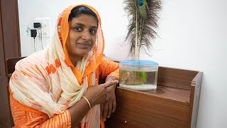 Our New Guppy From KK Guppy Farm | ഞങ്ങളുടെ പുതിയ ഗപ്പികൾ