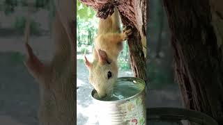 Незнакомая белка пьёт воду / An unfamiliar squirrel drinks water