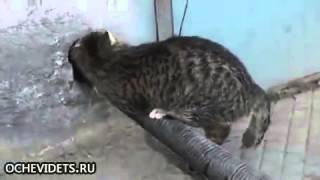 Нам преграды нипочем       Smart cat vs pipe   Target Hole