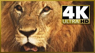 ULTIMATE 4K ULTRA HD OLED SAMPLER VideoTest Demo, Stock Video Footage
