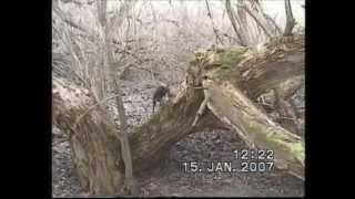 Охота на куницу,с ягдтерьером!  Hunting for marten, with Jagdterrier