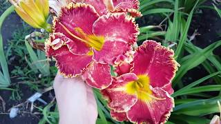 Лилейник Big Red Wagon_ Daylily (Hemerocallis 'Big Red Wagon')_video 2