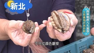 《新北》鮑魚.九孔傻傻分不清楚? 貢寮生態養殖肉質超新鮮 一招教你辨別各式海鮮｜邱子玲 張懷慈 廖婕妤主持｜【旅行東西軍】20191221｜三立iNEWS