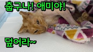 호빵이 오데갔지?.담요에 돌돌 말린 고양이