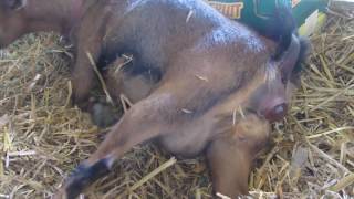 naissance Lucky 22 06 2017 1