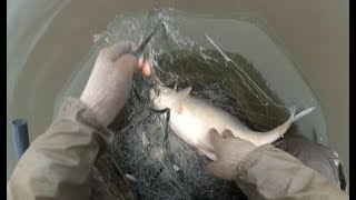Ловля жереха и лещей наплавной сетью