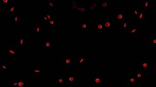 Футаж Лепестки и цветы мака HD Petals and poppy flowers