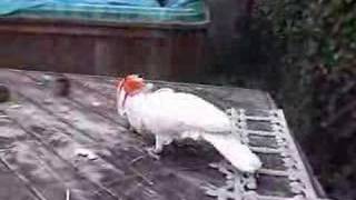 Tango, the talented Moluccan Cockatoo