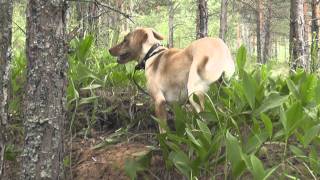 Digging Dog (Собака-копака)