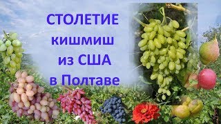 Виноград 2018  Виноград Столетие  Отзыв о винограде