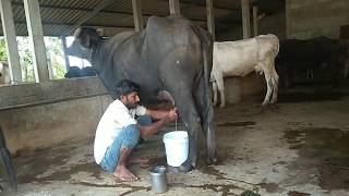 LEARNING OF MILKING STRATEGY.
