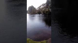 Что будет если прыгать  в утиное и гусиное говно!?