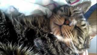 Cat Gucci chilling