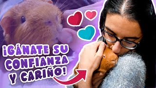 ? GANARSE LA CONFIANZA Y CARIÑO DE LA COBAYA ? 6 consejos para que pierda el miedo y se acostumbre