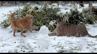 Cheetahs, Dogs and Penguins Love a Snow Day - Cincinnati Zoo