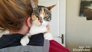 Kedi Kızgınlık Dönemi Geldi  Kedi Sesi Dinle