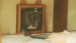 Nexus 7: Cat