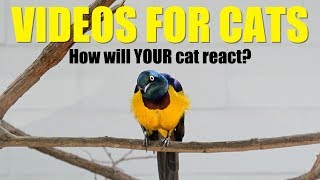 Videos for Cats To Watch - #MeanKittyChallenge Cat Game
