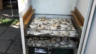 Сушилка для Грибов своими руками (Electric driers for mushrooms)