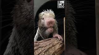 Rico the Brazilian Porcupine Eating Fruit - Cincinnati Zoo #shorts