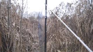 trapping of wren