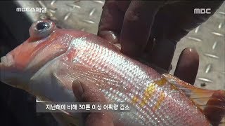 [MBC Documetary Special] -맛의 방주에 제주도의 6가지 수산자원20180111