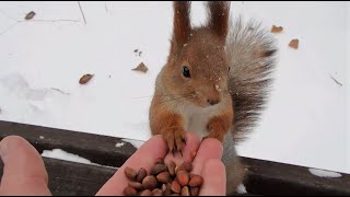 Опять кормлю Ушастика / I'm feeding the Ushastik again