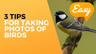 How to take Bird Photographs for beginners - 3 tips for easy Bird Photography