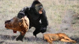 лев VS горилла - Ошибка, когда Лев охотится на Gorillas, Грозная сила от Gorillas!