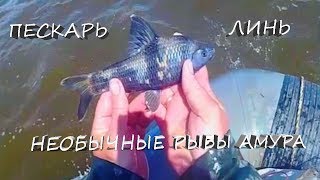 Пескарь Лень, необычные рыбы Амура
