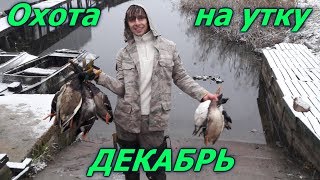 Охота на утку в декабре.Селезень в декабре.Hunting for a duck December. December drake.