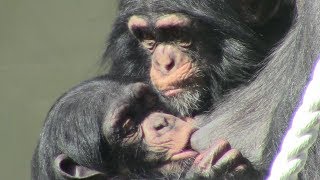 チンパンジー 双子の赤ちゃん204 Chimpanzee twin baby