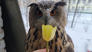 Дарите совушкам еду! И девушкам тоже!