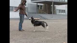 kennel siberian husky