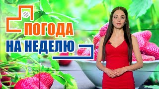 Дожди сменят жару! Погода на неделю / Прогноз погоды с 4 по 10 июля 2022 / Лунный календарь